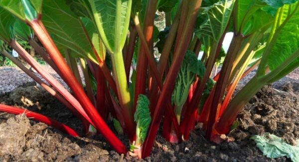 Trasplante de ruibarbo, los beneficios de dividir el ruibarbo