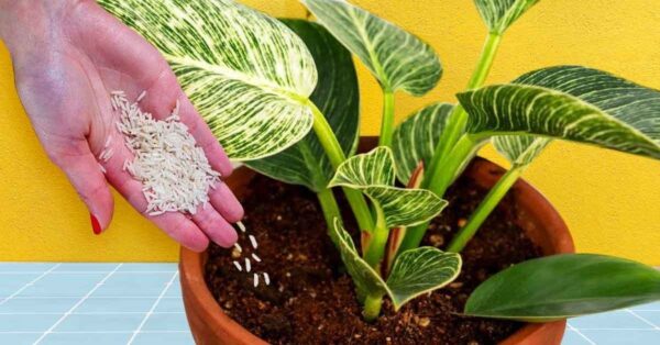 Tres formas de utilizar el arroz como abono natural para cuidar tus plantas
