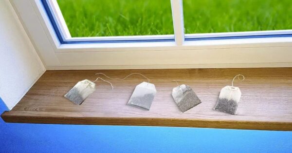 ¡Truco de la bolsita de té para alejar a las arañas de casa!