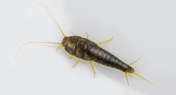 Truco efectivo para eliminar los pececillos de plata del hogar