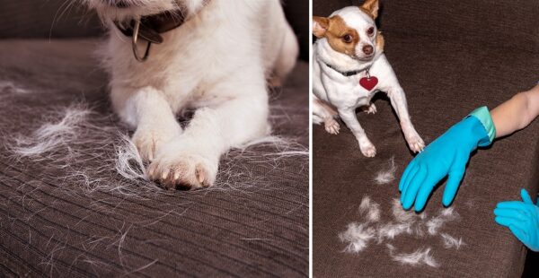 Trucos para sacar los pelos de perro o gato pegados en la cama o sofá
