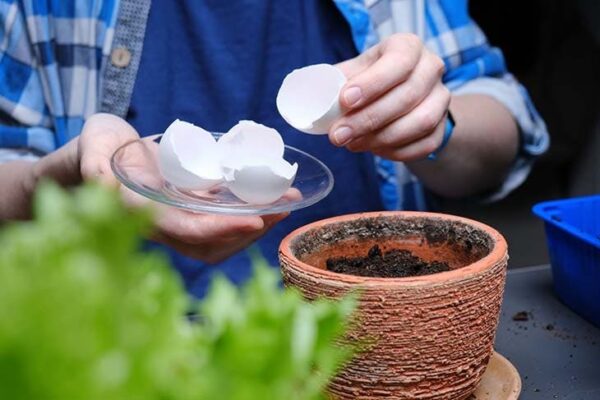 Trucos prácticos y sencillos con cáscaras de huevo para tu jardín y tu hogar