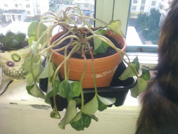 ¿Tu ciclamen está marchito? ¡Aquí le mostramos cómo hacer que florezca de nuevo!