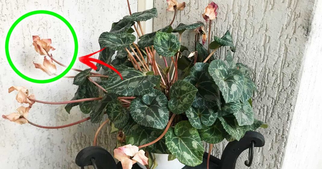 hacer que el ciclamen marchito vuelva a florecer hacer que el ciclamen marchito vuelva a florecer