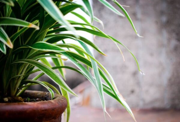 Un brebaje casero genera que las plantas crezcan en solo días