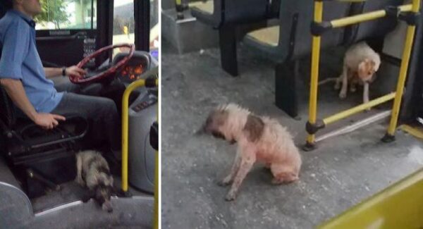 Un conductor rompe las reglas para salvarle la vida a dos perritos que se congelaban