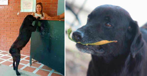 Un perro aprendió a comprar galletas en un bar pagando con una hoja