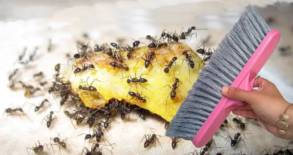 Un repelente natural para acabar con las hormigas en casa. Funciona y economico