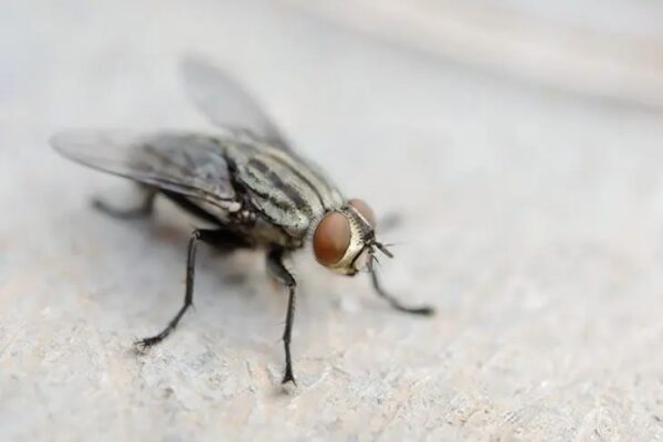 ¡Un repelente natural para acabar con los insectos rastreros de la casa!