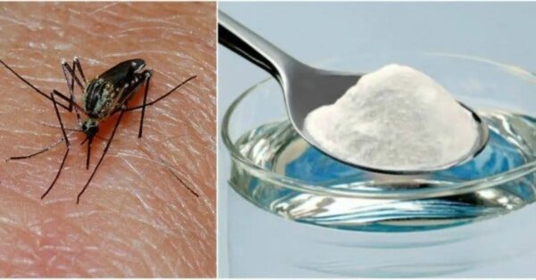 Un truco para deshacerse de los insectos no deseados