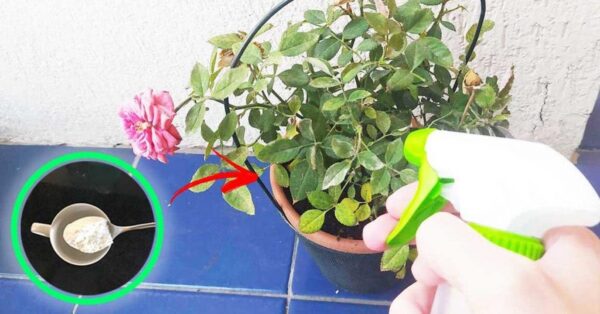 Un truco práctico con bicarbonato de sodio para tener plantas bonitas (incluso en invierno)