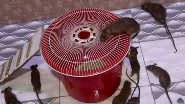 Una caja de plástico basta para atrapar ratones: esta trampa es infalible