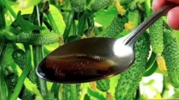 Una cucharada de este ingrediente produce frutos que nunca se vuelven amarillos.