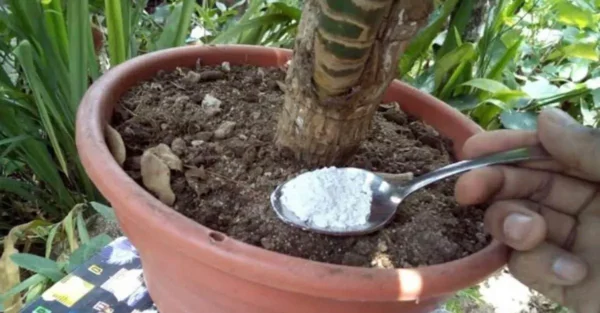 Una cucharadita es suficiente para que tus plantas florezcan: viértela en el suelo