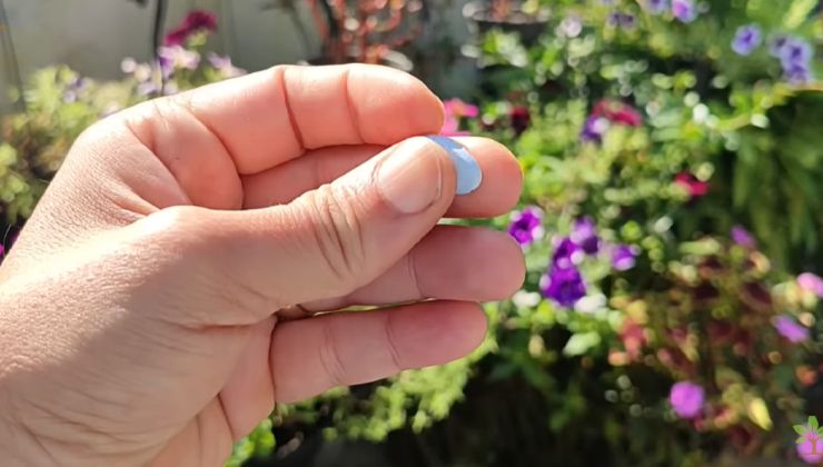 Pillola multivitaminica per far crescere le piante Píldora multivitamínica para cultivar plantas