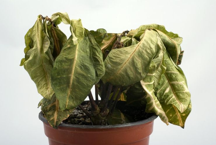 Pianta appassita Planta marchita