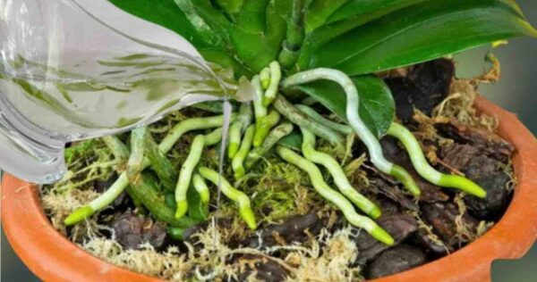 Una sustancia que hace florecer raíces y flores en las orquídeas durante todo el año: muy exuberante