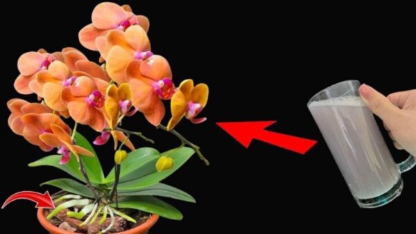 ¡Una taza de este líquido al mes y tendrás plantas fuertes y con flores durante todo el año!