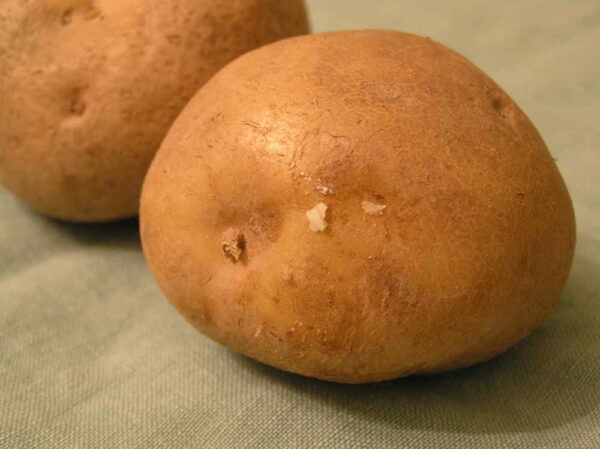 Una torre de patatas en su pequeño huerto