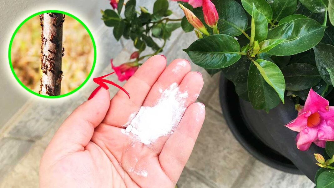 hormigas-macetas-jardin hormigas-macetas-jardin