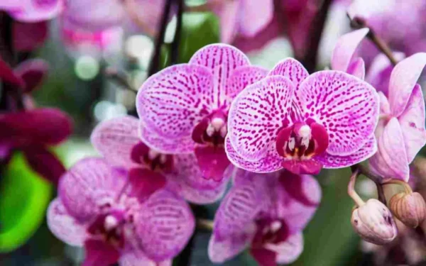 Use café para hacer un fertilizante para su orquídea: así es como