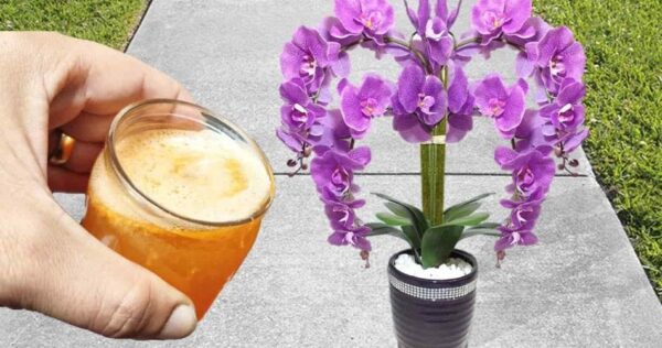 Utilice este querido ingrediente para que las orquídeas de su hogar florezcan rápidamente