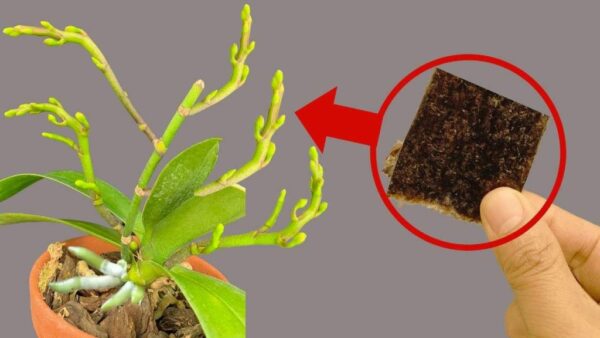 Utiliza este truco y sorpréndete: explotarás todo el jardín de orquídeas