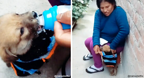 VIDEO: Mujer confecciona un lindo traje para su pequeño frío. No quiere que tenga frío