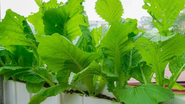 Verduras resistentes al calor: ¿Qué plantas cultivar y cómo protegerlas de la ola de calor?