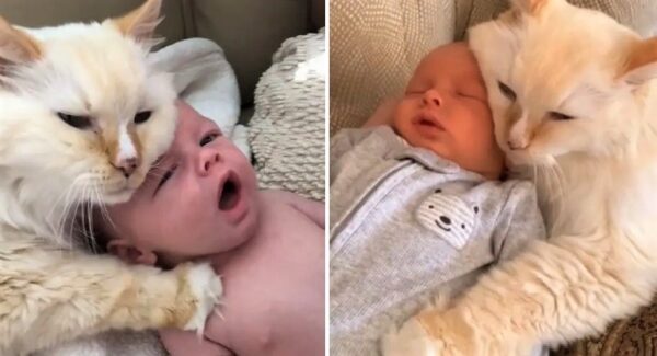Video de gatito abrazando a un bebé recién nacido, parecen hermanos
