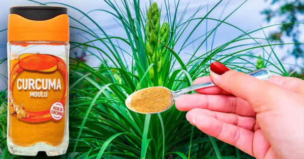 Vierta cúrcuma en sus plantas y vea qué sucede. El remedio favorito de los jardineros experimentados.