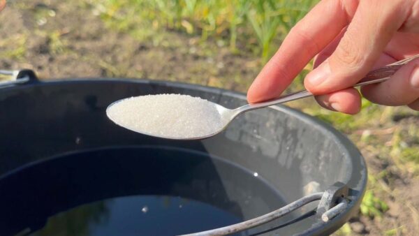 Vierte este cubo de agua en el suelo si quieres una cosecha rica y abundante