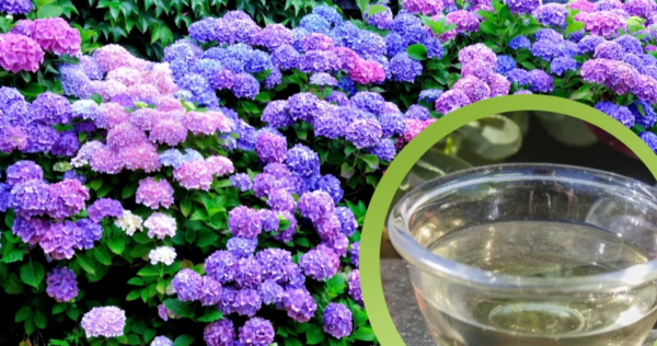 Vierte solo 1 vaso de vinagre en tus hortensias y los primeros resultados aparecerán en 24 horas