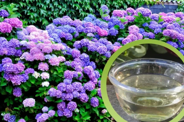 Vierte solo 1 vaso de vinagre en tus hortensias y los primeros resultados aparecerán en 24 horas