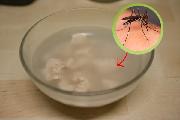 ¡Votada como la mejor trampa para mosquitos de todos los tiempos! He aquí cómo hacerlo