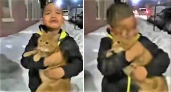 “Yo lo quiero llevar a casa”: Niño quiere rescatar a gato abandonado pero su madre no quiere