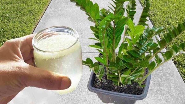 Zamioculcas, 1 taza al día es suficiente para que crezca sana y exuberante