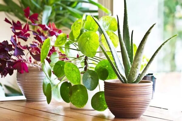 mezcla esencial para proteger tus plantas durante el invierno