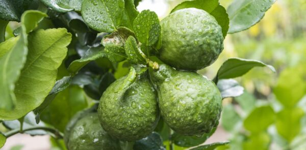 Árbol de bergamota: ¿cómo cultivar bergamota?