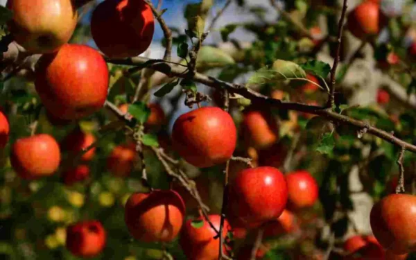 Árboles frutales a finales de marzo: aquí están los mejores para cultivar ahora