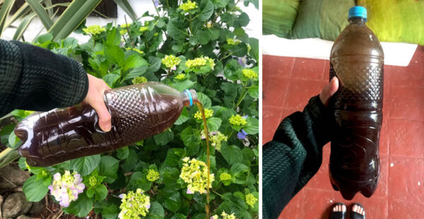 Úsalo en tus plantas y crecerán más rápido (Abono casero revitalizante)