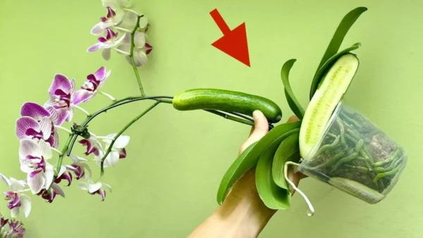 Úselo como fertilizante para plantas de orquídeas para hojas sanas y muchas flores.