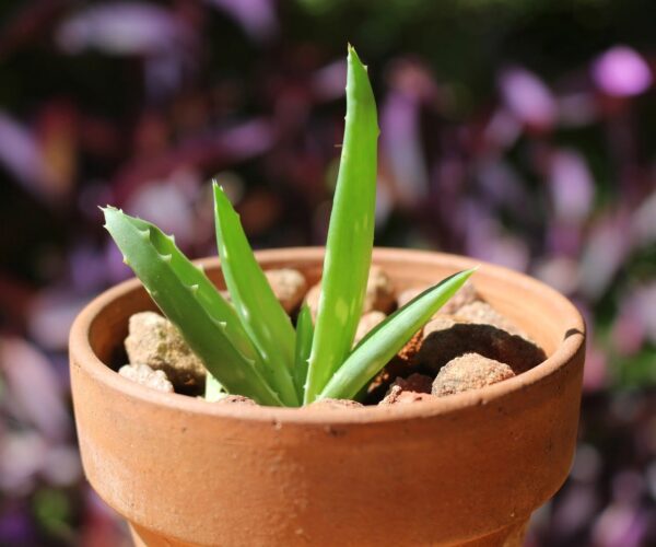1 CUCCHIAINO nella pentola e la mia Aloe vera ha fatto crescere nuove foglie: Ora posso vendere piante MEDICINALI!