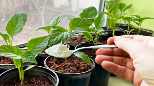 1 cucchiaino di questo prodotto è sufficiente e la tua pianta ti ripagherà con un aspetto sano e bello.