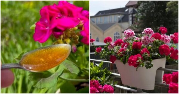1 cucchiaino sotto qualsiasi fiore da balcone o da interni: diventerà verde e fiorirà magnificamente entro il giorno successivo – una ricetta collaudata