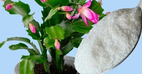 1 cucchiaino è sufficiente per garantire la fioritura di tutte le piante.