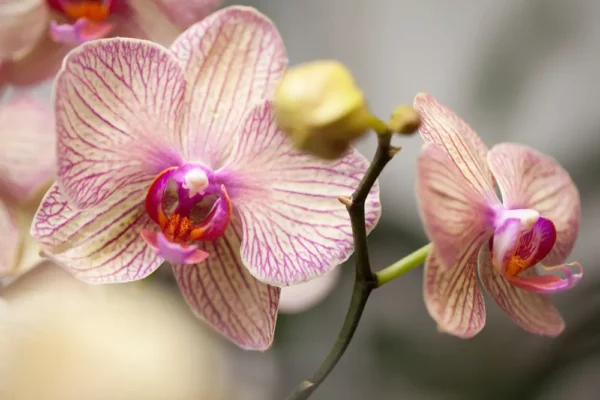 10 consigli semplici e pratici per far fiorire le orchidee in casa