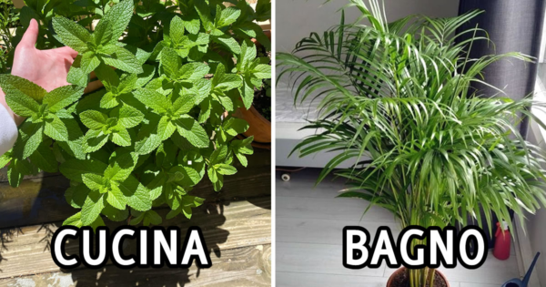 10 piante che aiutano ad assorbire l’umidità nella tua casa