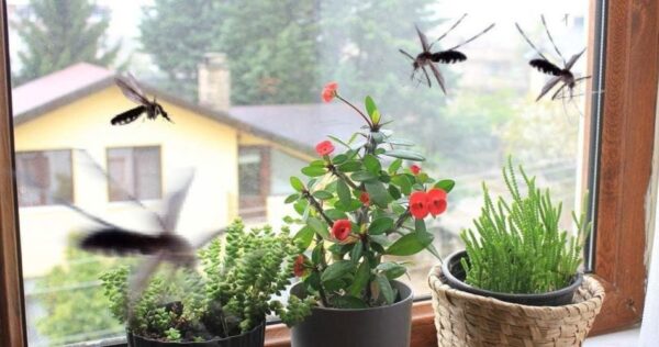 10 repellenti naturali per tenere le zanzare lontane dalla vostra casa