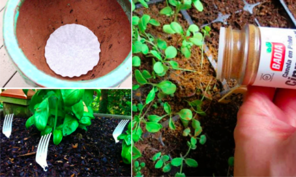 10 semplici consigli di giardinaggio ancora troppo poco conosciuti